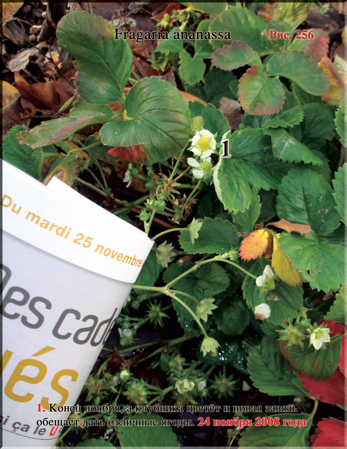 Клубника, садовая земляника – Fragaria ananassa