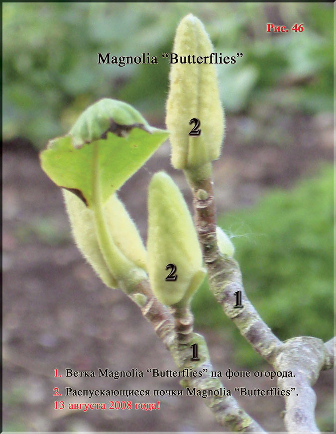 Magnolia «Butterflies»