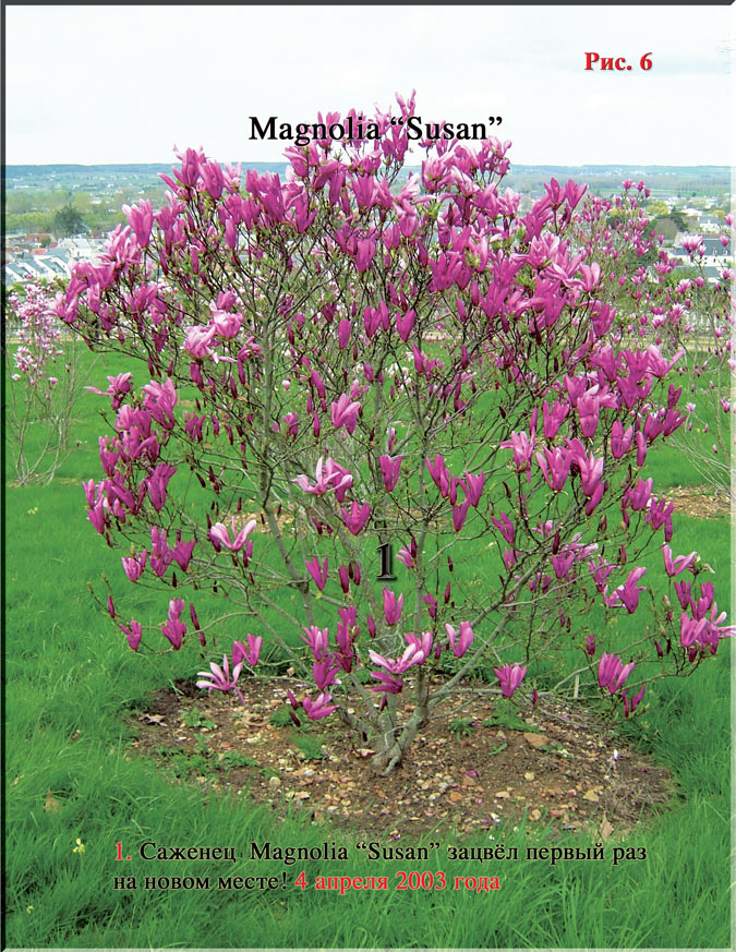 Magnolia «Susan»