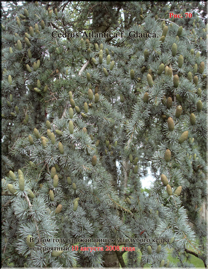 Голубой кедр – Cedrus Atlantica f. Glauca