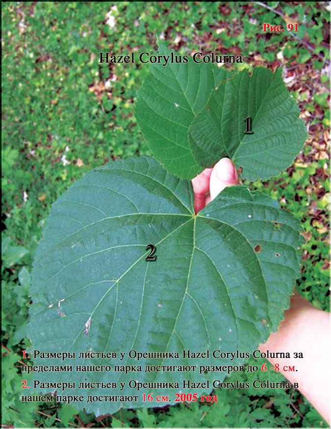 Hazel Corylus Colurna (турецкий орех)
