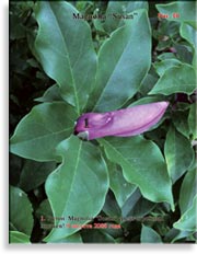 Magnolia «Susan»