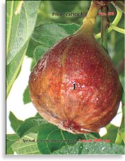 Инжир – Ficus carica L.