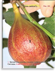 Инжир – Ficus carica L.