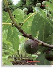 Инжир – Ficus carica L.