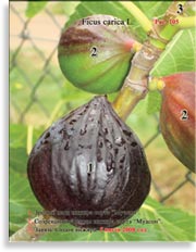 Инжир – Ficus carica L.