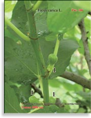 Инжир – Ficus carica L.
