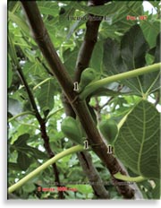 Инжир – Ficus carica L.