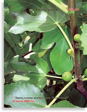Инжир – Ficus carica L.