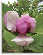 Magnolia «Verbanica»