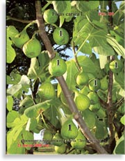Инжир – Ficus carica L.