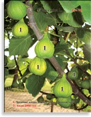 Инжир – Ficus carica L.