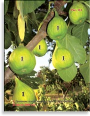 Инжир – Ficus carica L.