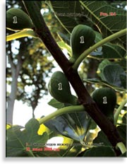 Инжир – Ficus carica L.