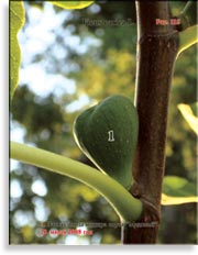 Инжир – Ficus carica L.