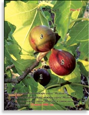 Инжир – Ficus carica L.