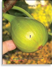 Инжир – Ficus carica L.