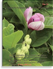 Magnolia «Verbanica»