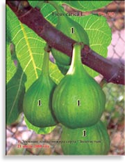 Инжир – Ficus carica L.