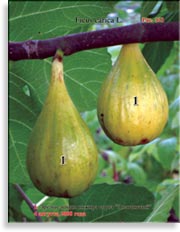 Инжир – Ficus carica L.