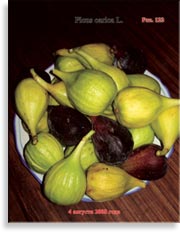 Инжир – Ficus carica L.