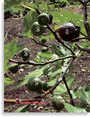 Инжир – Ficus carica L.