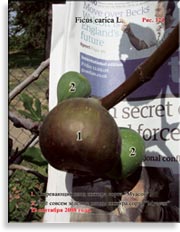 Инжир – Ficus carica L.