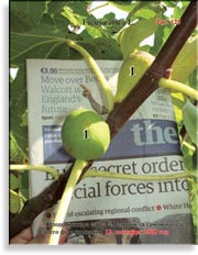 Инжир – Ficus carica L.