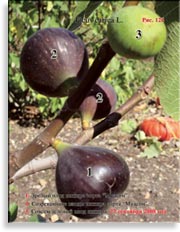 Инжир – Ficus carica L.