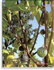 Инжир – Ficus carica L.