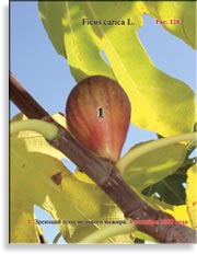 Инжир – Ficus carica L.