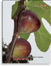 Инжир – Ficus carica L.