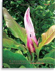 Magnolia «Ricki»