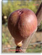 Инжир – Ficus carica L.