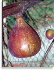 Инжир – Ficus carica L.