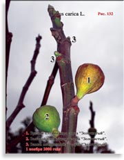 Инжир – Ficus carica L.