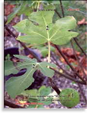 Инжир – Ficus carica L.
