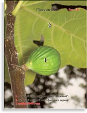 Инжир – Ficus carica L.
