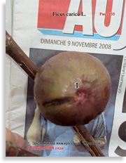 Инжир – Ficus carica L.