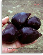 Инжир – Ficus carica L.
