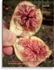 Инжир – Ficus carica L.