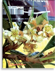 Японская слива – Photinia Japonica