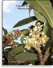 Японская слива – Photinia Japonica