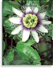 Пассифлора – Passiflora Caeruela