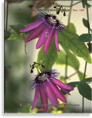 Пассифлора – Passiflora Amethystina