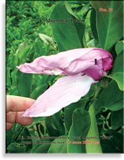 Magnolia «Betty»