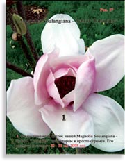 Magnolia Soulangiana – hybrid «Iolannthe»