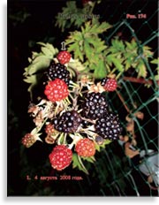 Ежевика – Rubus Caesius
