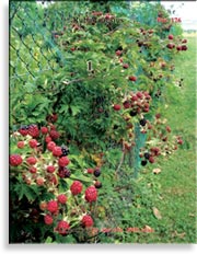 Ежевика – Rubus Caesius