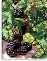Ежевика – Rubus Caesius